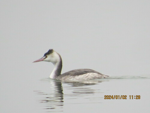 Great Crested Grebe