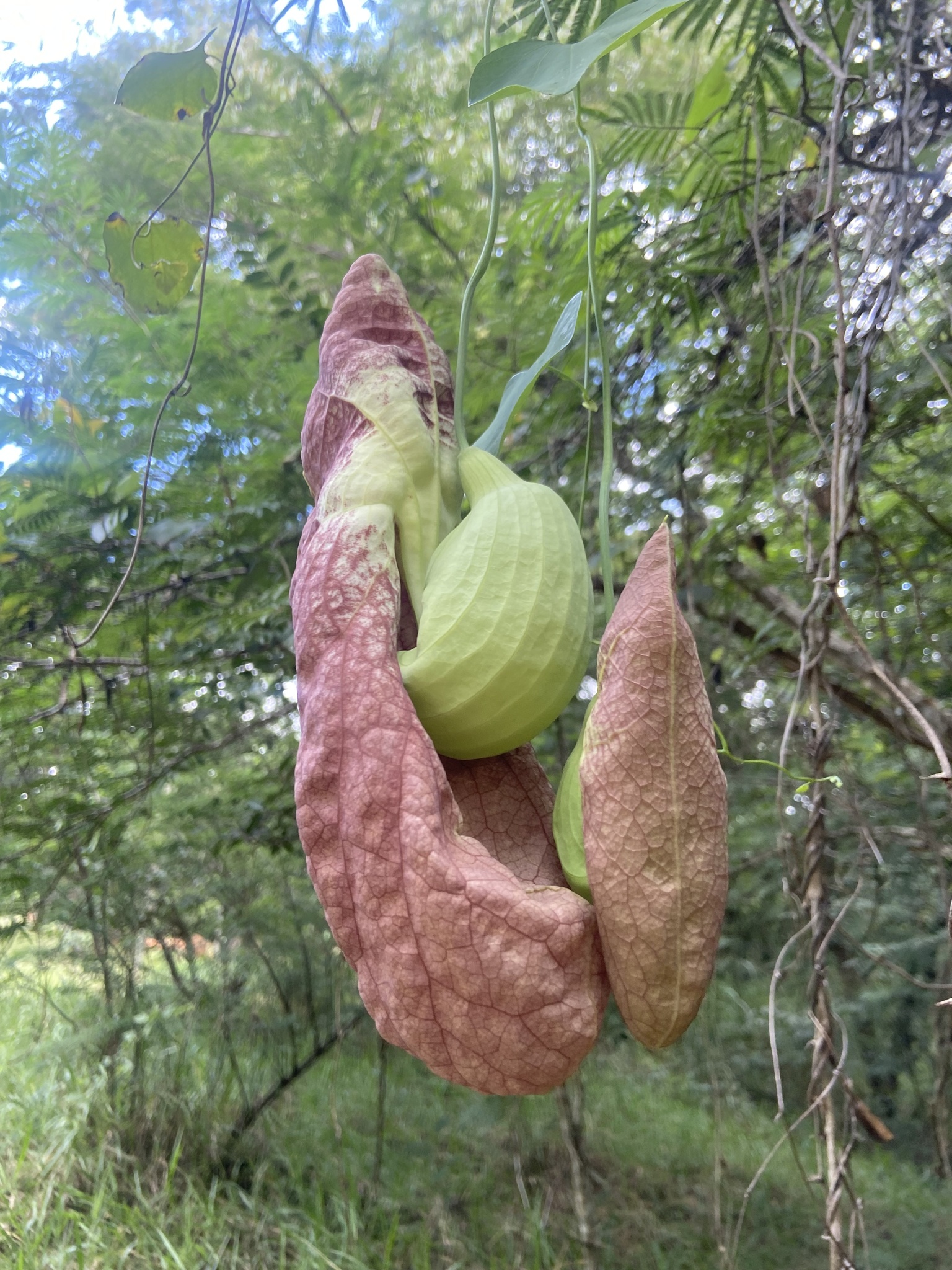 Imagem de Papo-de-peru