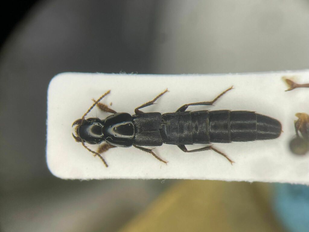 Quedius molochinus