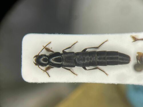 Quedius molochinus