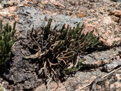 Selaginella corallina