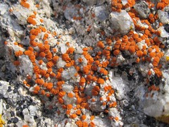 Polycauliona luteominia luteominia