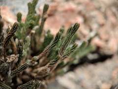 Selaginella corallina