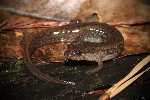 Wolf Dusky Salamander