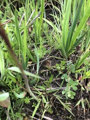 Cardamine penduliflora