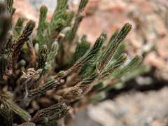 Selaginella corallina