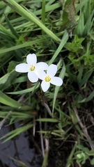 Cardamine penduliflora