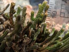 Selaginella corallina