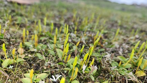 Image of Ophioglossum nudicaule by no rights reserved