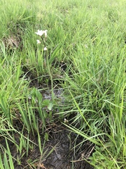 Cardamine penduliflora