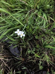 Cardamine penduliflora