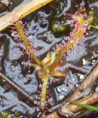 Drosera filiformis