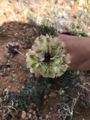 Vesper purpurascens