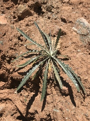 Mentzelia laevicaulis