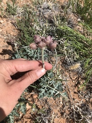 Vesper purpurascens