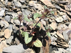 Acanthomintha lanceolata