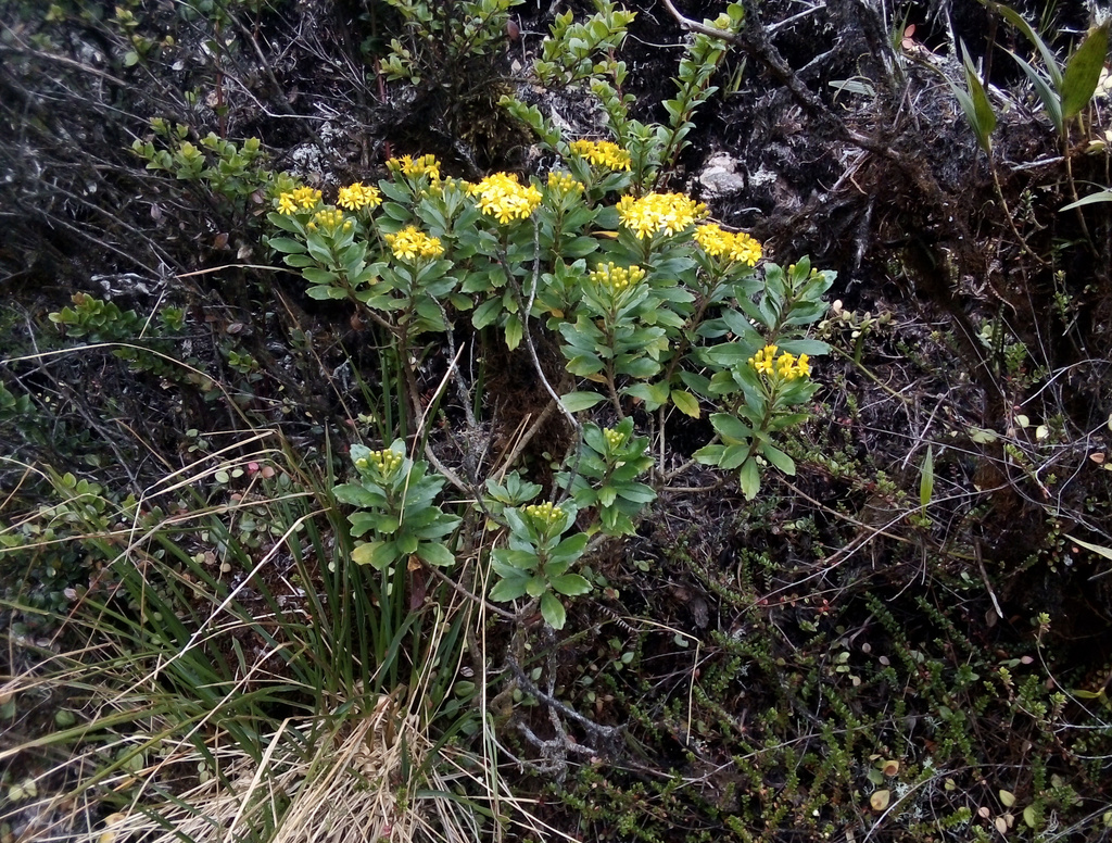 Monticalia cachacoensis
