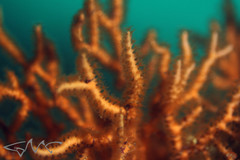 Melithaea