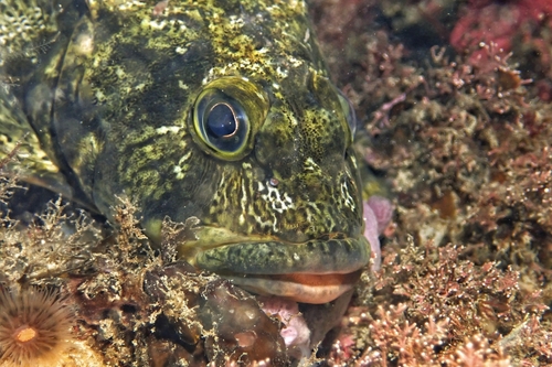 Argentine thornfish (Bovichtus argentinus) — Bovichtidae — 3