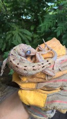 Gekko smithii
