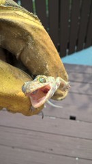 Gekko smithii