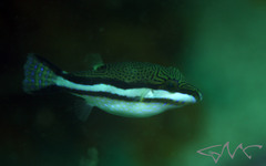Canthigaster callisterna