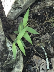 Dichanthelium latifolium