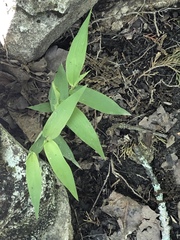 Dichanthelium latifolium
