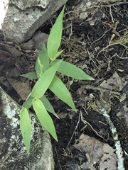 Dichanthelium latifolium