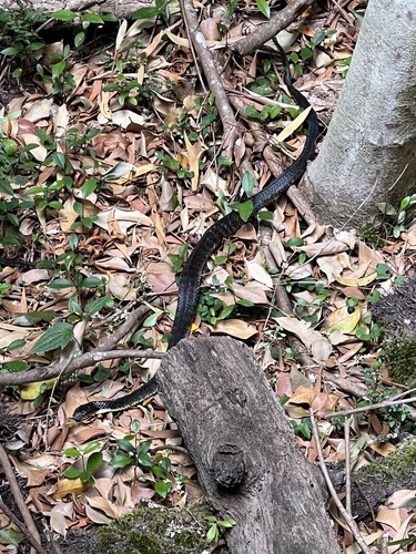 Tiger Snake sighting