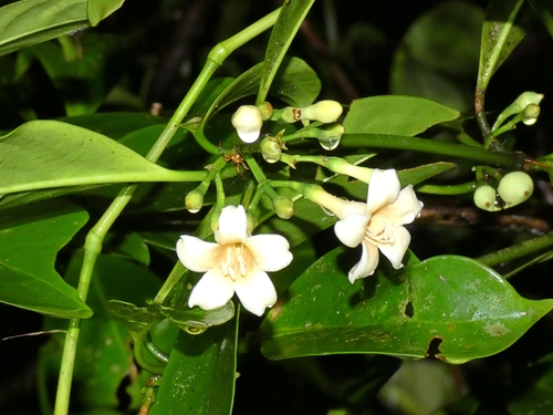 Image of Fagraea cambagei by (c) Kai Squires, some rights reserved (CC BY)