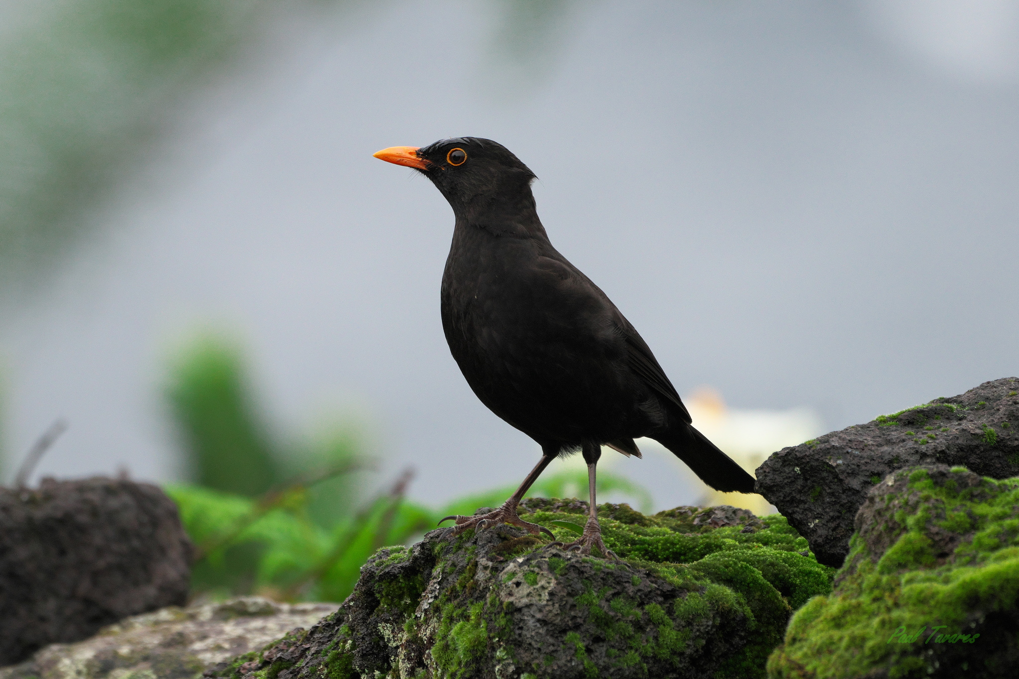 Azores Blackbird (Subspecies Turdus merula azorensis) · iNaturalist