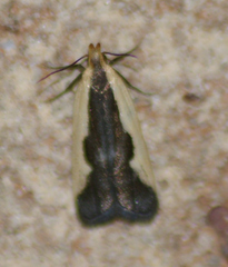 Dichomeris inserrata