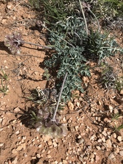 Vesper purpurascens