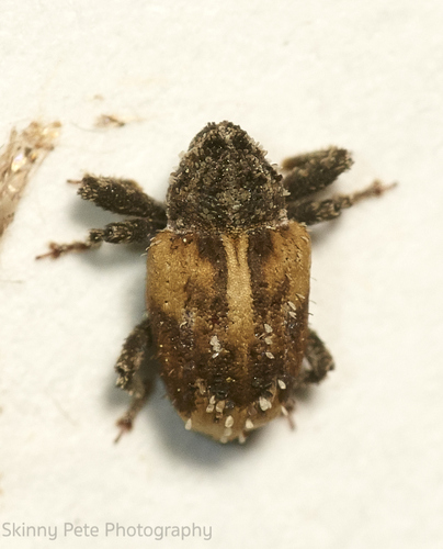 Broca-do-caule-do-tomateiro