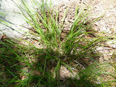 Scleria oligantha