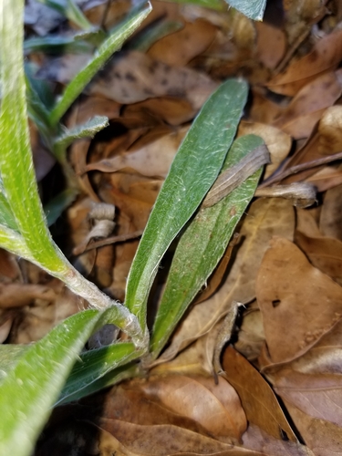 Image of Pityopsis flexuosa by (c) Scott Allen Davis, some rights reserved (CC BY)