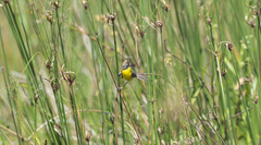 Pseudocolopteryx sclateri