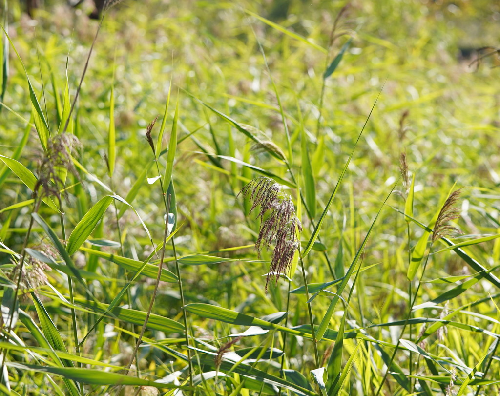 Australian Bush Reed common reed from Narrandera NSW 2700, Australia on April 17, 2019 at 09 ...