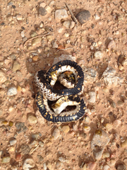 Heterodon nasicus