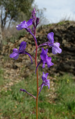 Linaria incarnata