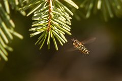 Lapposyrphus lapponicus