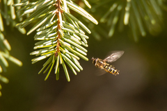 Lapposyrphus lapponicus