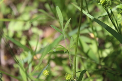 Ranunculus macranthus