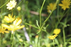 Ranunculus macranthus