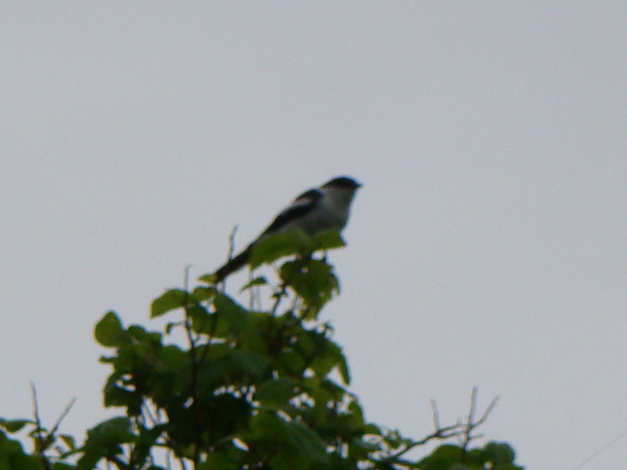 Long-tailed Triller (Lalage leucopyga), photo 3