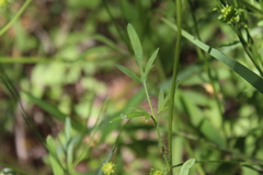 Ranunculus macranthus