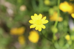 Ranunculus macranthus