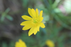 Ranunculus macranthus