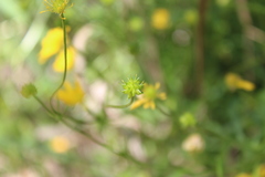 Ranunculus macranthus